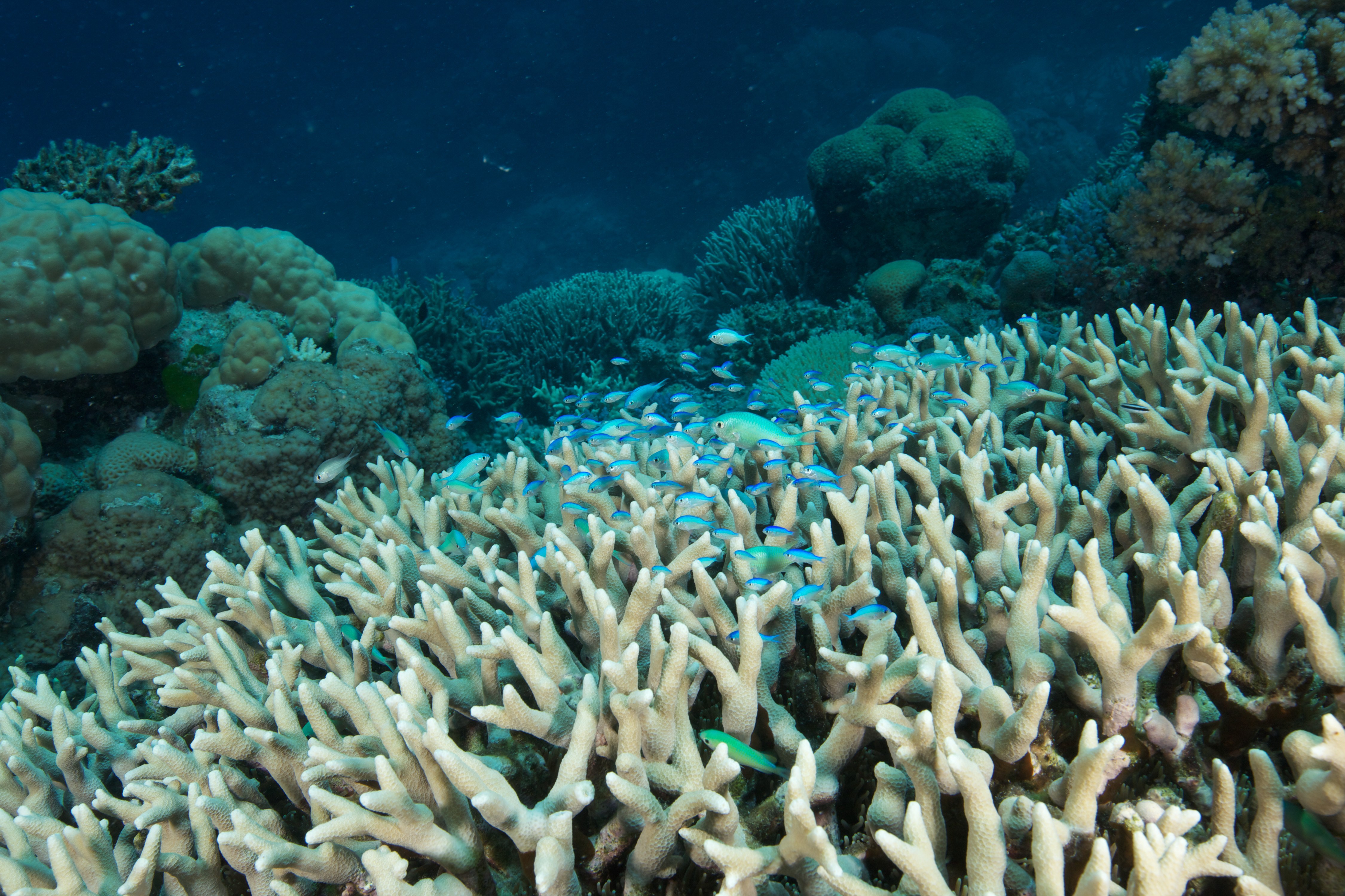 Коралловые рифы Дарвин
