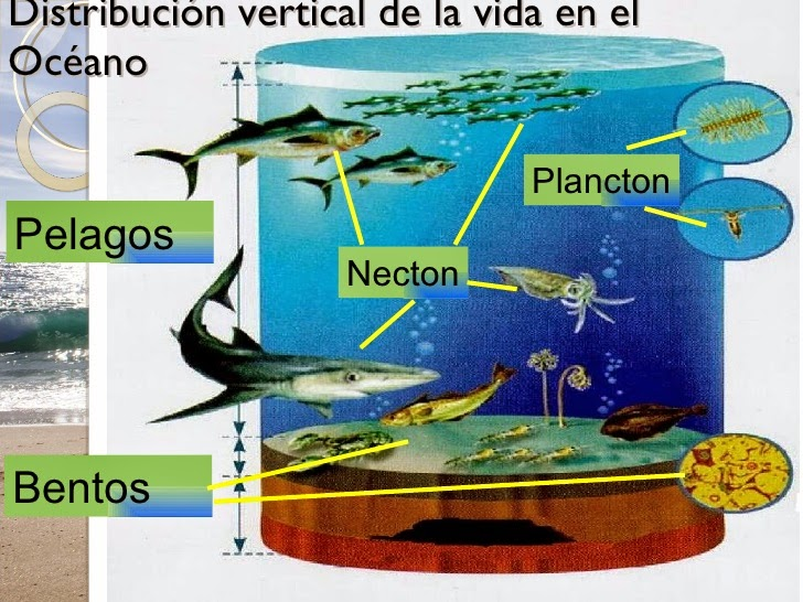 Нектон группа организмов. Нектон Нейстон бентос. Планктон Нектон бентос. Планктон Нектон бентос схема. Планктон Нектон бентос биология.