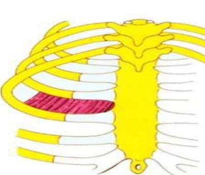 MÚSCULOS DEL TÓRAX Y on emaze