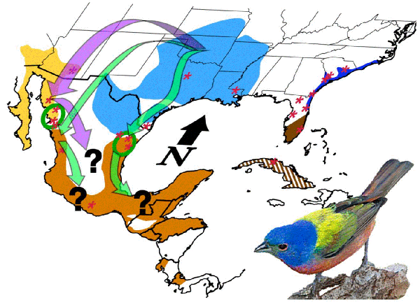 Миграция птиц схема. Изучение миграции птиц. Способ изучения миграции птиц. Исследование пути миграции птиц.