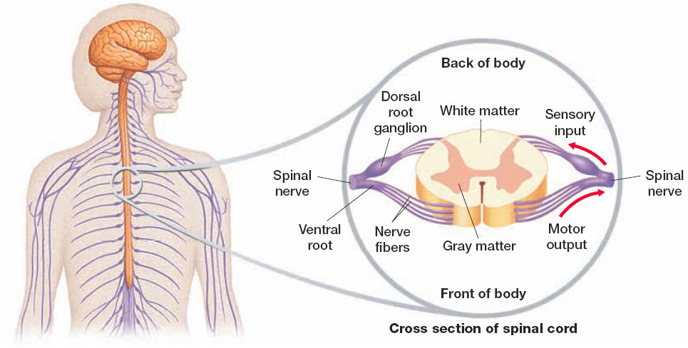 What does the white matter of the spinal cord contain?