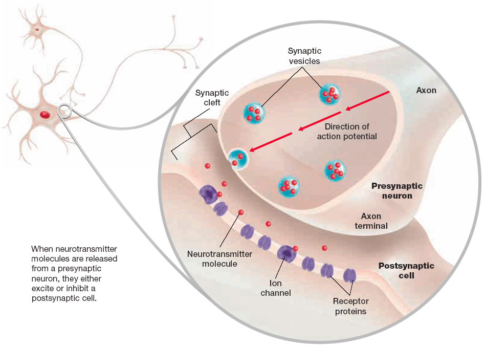HUMAN NERVOUS SYSTEM.pptx on emaze