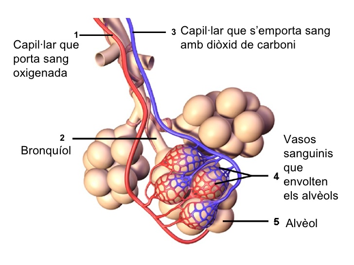 Imagen relacionada