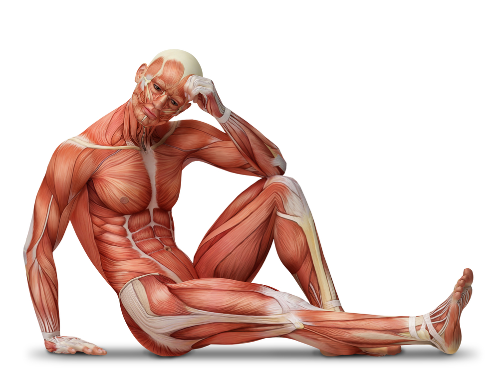 careers-related-to-muscular-system-on-emaze