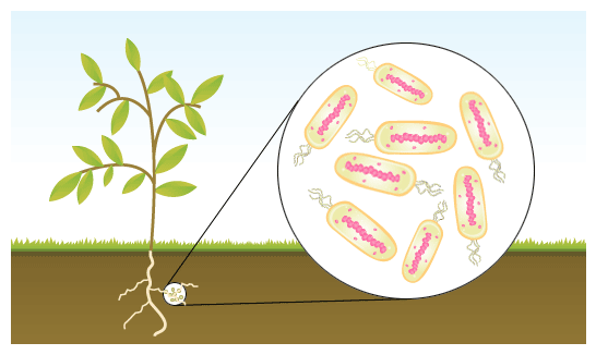 Nitrogen Fixing Bacteria