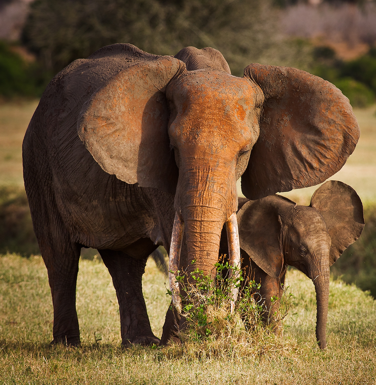 Слоновые уши. Уши слона. Африканский слон. Уши африканского слона. Уши африканских слонов.