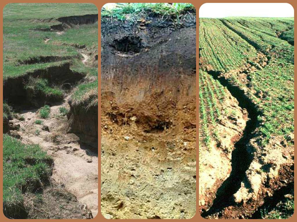 Ecology on emaze