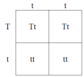 Image result for punnett square for tallness