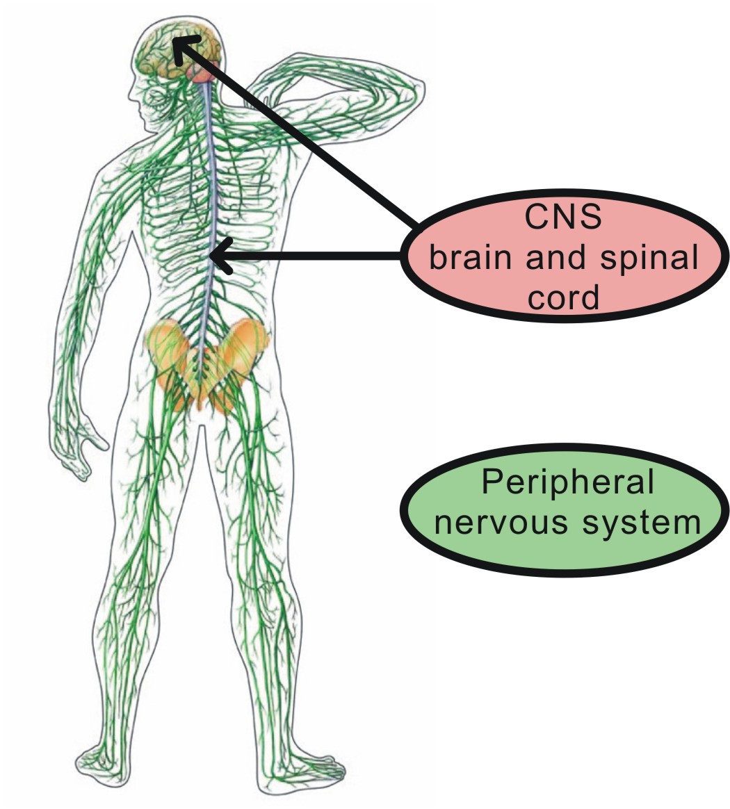 Центральный нервный канал. Нервная система человека. Периферическая нервная система. Нервная система нервы. Центральная и периферическая нервная система.