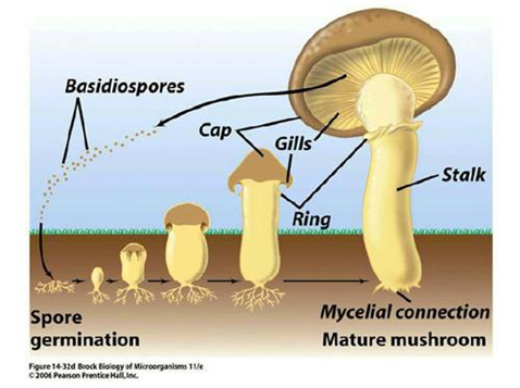 microscopic fungi science on emaze