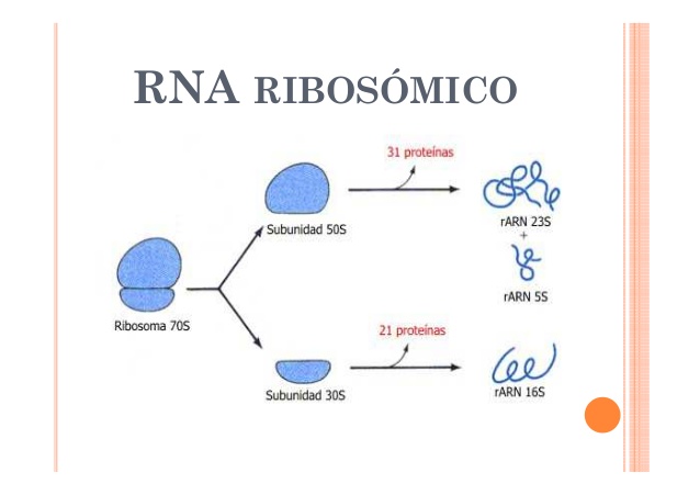 Resultado de imagen para arn ribosomal