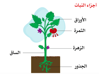 انبات النبات ونموه وتكاثره يسمى