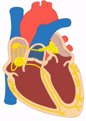 Circulatory system - Heart beat, heart rate and cardiac cycle on emaze