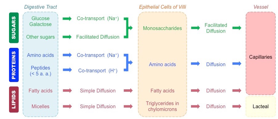 Stable diffusion sample method. Absorption costing. Absorption of dispersed System. Absorption rate Formula. Stable diffusion примеры.