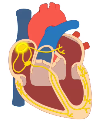 Circulatory system - Heart beat, heart rate and cardiac cycle on emaze