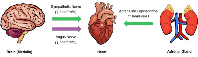 circulatory-system-heart-beat-heart-rate-and-cardiac-cycle-on-emaze