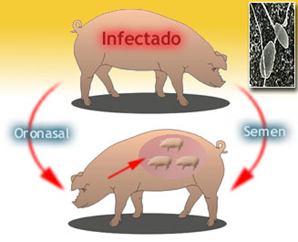 PARVOVIRUS PORCINO PDF