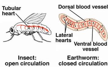 Image result for open circulatory system animals