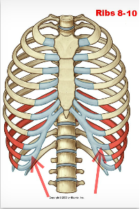 thorax on emaze