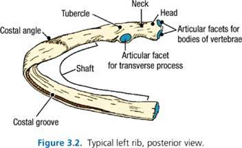 thorax on emaze