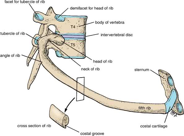 thorax on emaze