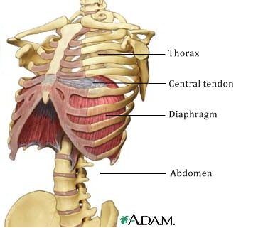 thorax on emaze