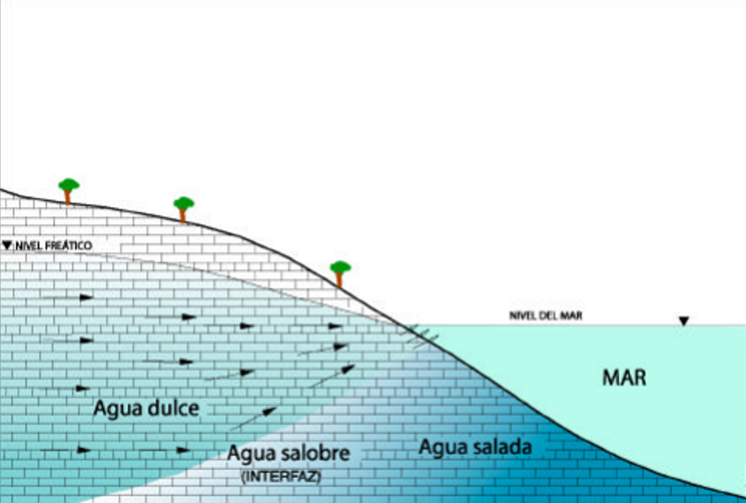 biomas salobres on emaze