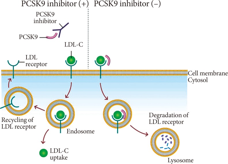 Shedding inhibitions pt9. Ингибиторы pcsk9. Рецепторы pcsk9. Pcsk9 механизм действия. Блокатор pcsk9.