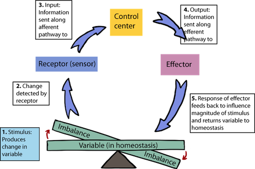 8 HOMEOSTASIS.pptx On Emaze