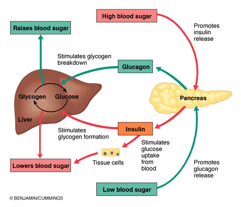 8 HOMEOSTASIS.pptx on emaze