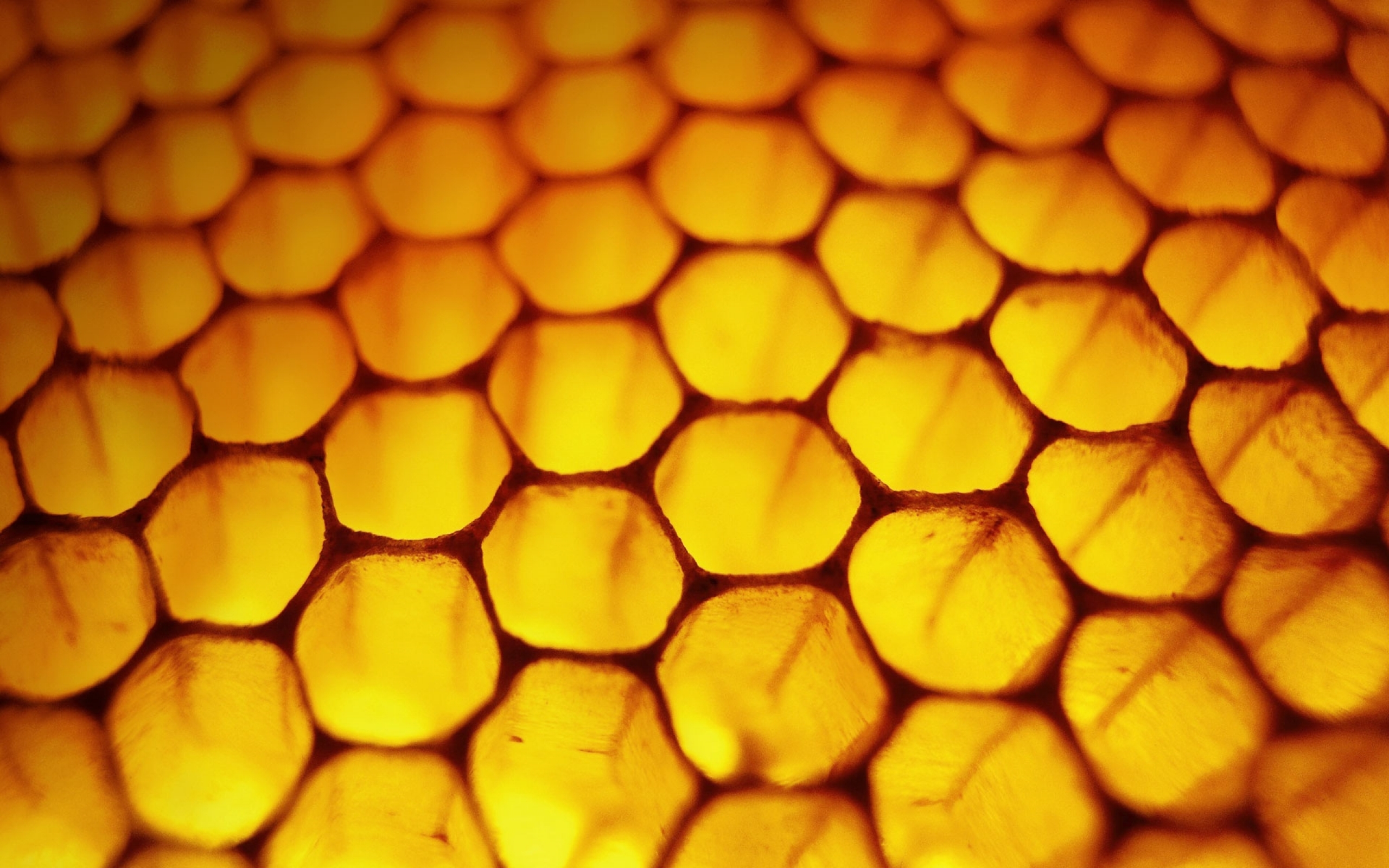Пчела соты мед без смс