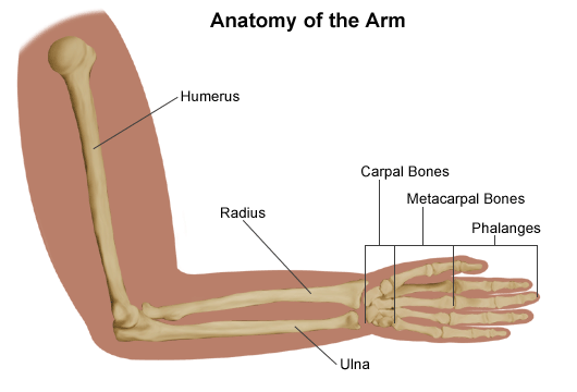 Arm или hand. Arm hand разница. Рука hand или Arm. Arm b hand разница.