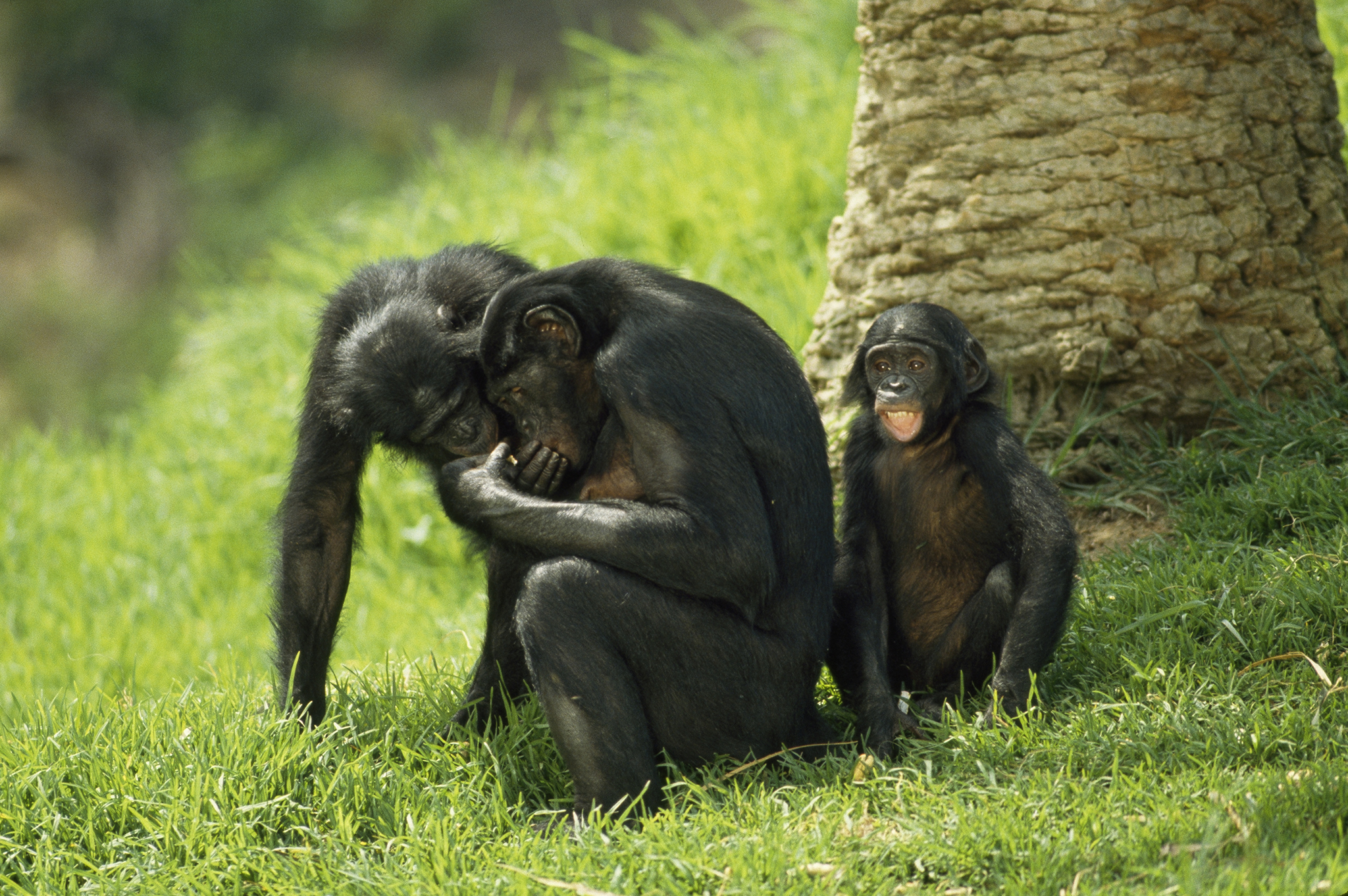 Карликовый шимпанзе 6. Шимпанзе бонобо. Шимпанзе бонобо фото. Бонобо National Geographic. Шимпанзе vs бонобо.