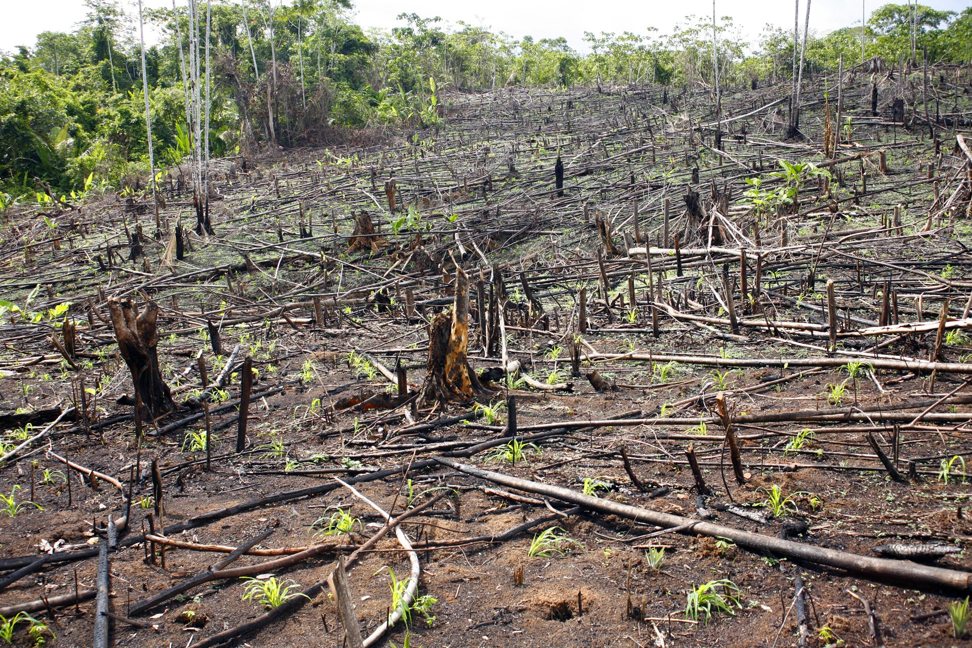 Clearing forests. Вырубка тропических лесов. Уничтожение тропических лесов. Обезлесение. Вырубка леса в Перу.