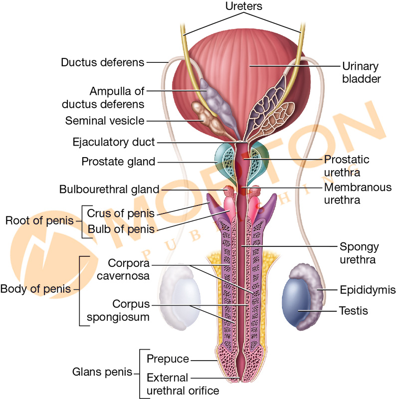 Puppetry Of Penis