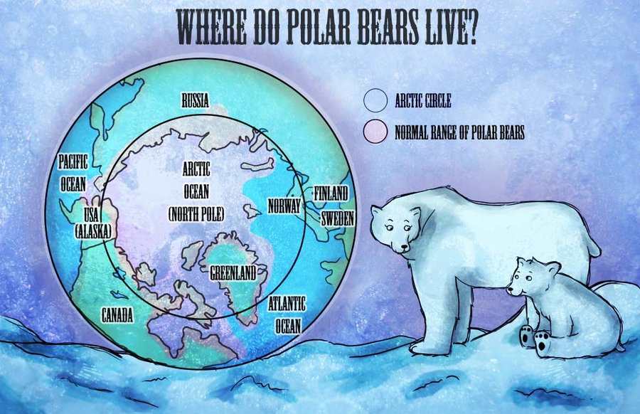 Where they live. Карти полярного медведя. Where do Polar Bears Live. Миграция Полярных медведей. Полярный медведь на карте.