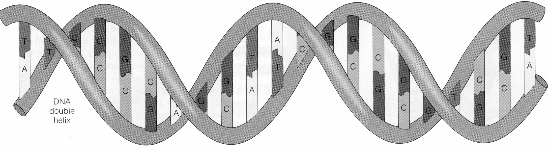 Схема строения ДНК двойная спираль