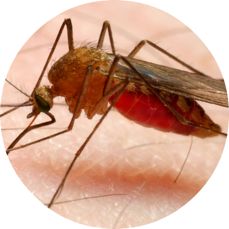 Малярия в домашних условиях. Тропическая малярия фото. Афганский Москит.