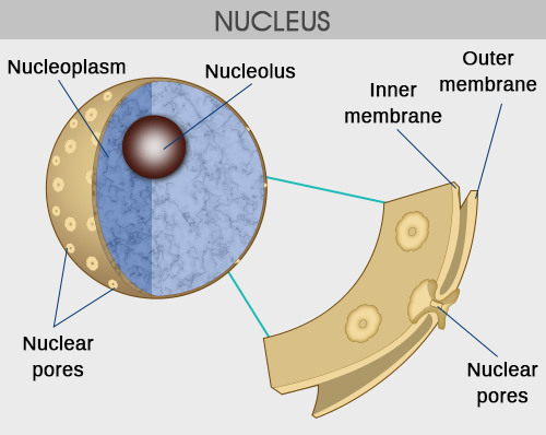 Nuclear Evolution Presentation Name at emaze Presentation