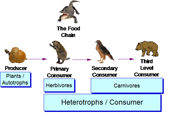 Alligators Food Chain Food Ideas