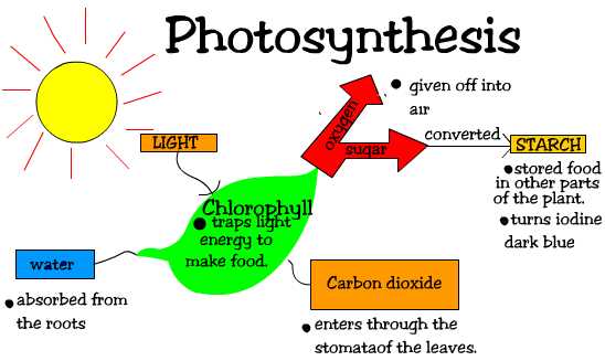 Chemosynthesis process takes place