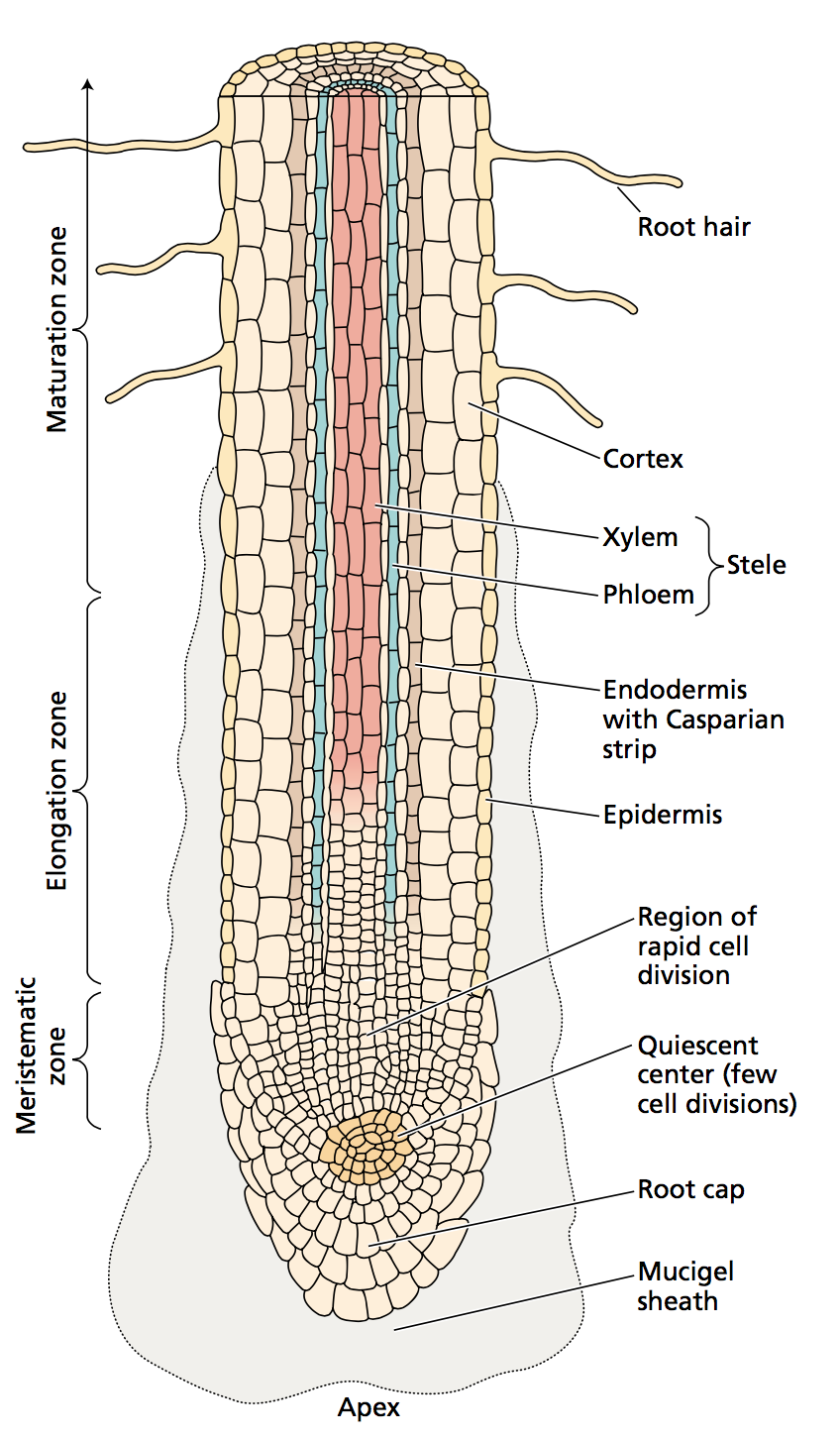 Soil, Roots, and at emaze Presentation