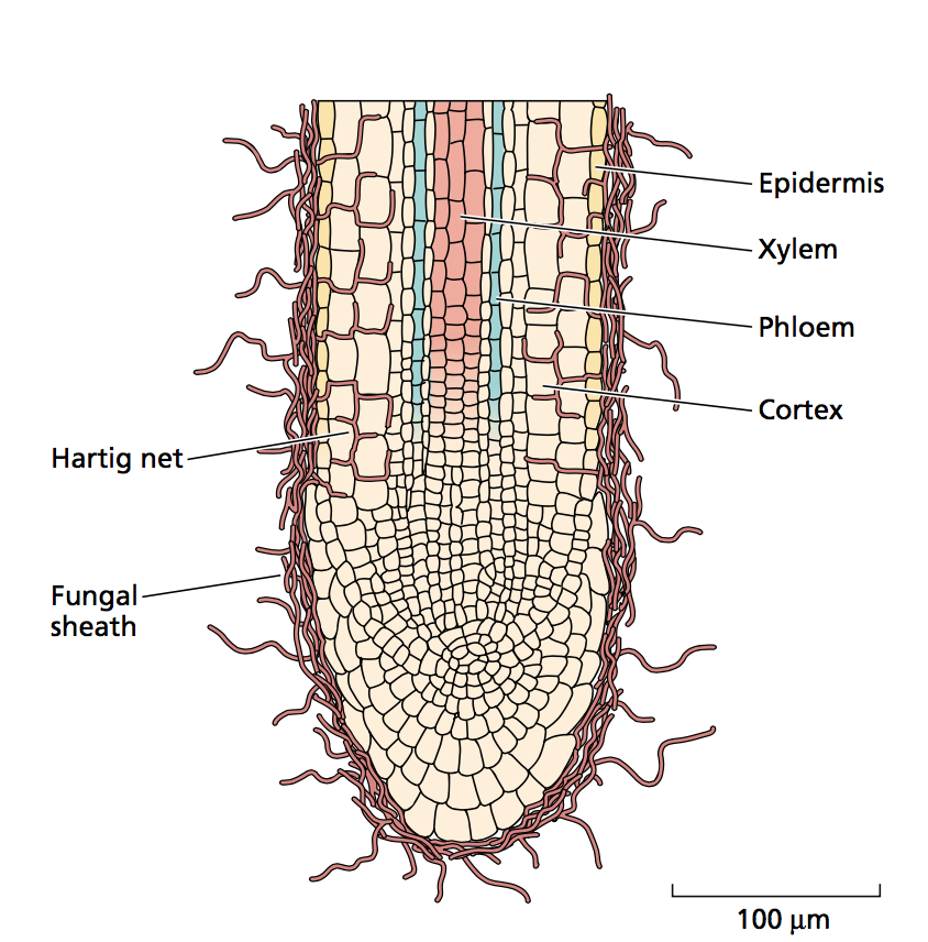 Soil, Roots, and at emaze Presentation