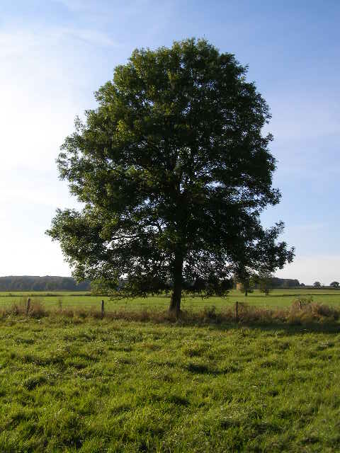 How much oxygen does one tree produce? on emaze