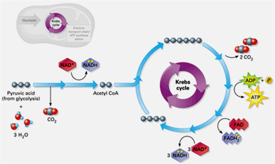 Photosynthesis on emaze