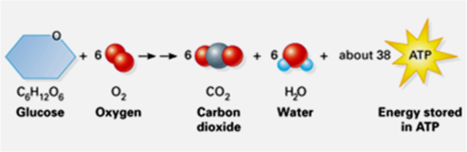 Глюкоза кислород. Carbon dioxide + Water - Oxygen +. Glucose + Oxygen → Carbon dioxide + Water. Reaction of Carbon and Oxygen.