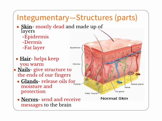 Whose skin is it. The structure of the epidermis. Skin functions. Skin structure. Integumentary.