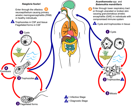 Naegleria Fowleri at emaze Presentation