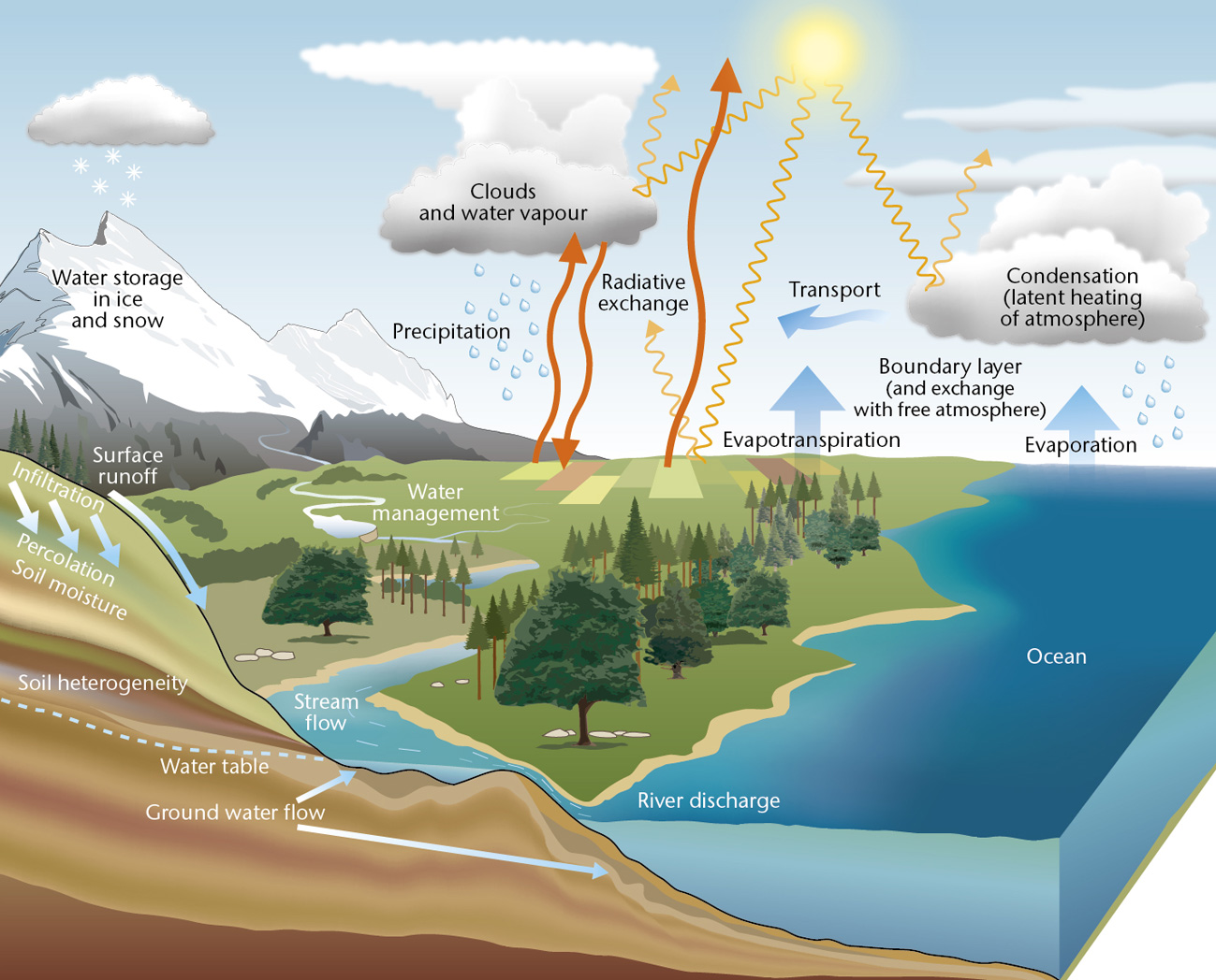 Water cycle essay