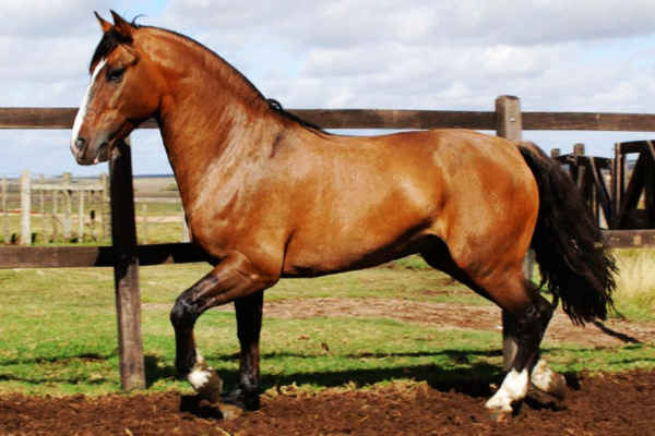 horse at emaze Presentation